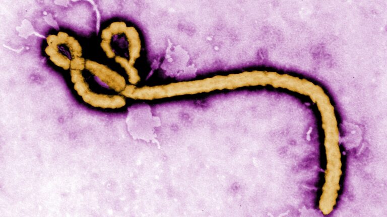 Afirka Ta Tattara Dala Miliyan 498.8 Don Yaki Da Barkewar Ebola